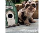 Schnauzer (Miniature) Puppy for sale in Williamson, WV, USA