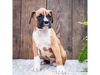 Boxer Puppy for sale in Wakarusa, IN, USA
