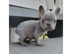 French Bulldog Puppy for sale in Aurora, IL, USA