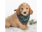 Goldendoodle Puppy for sale in Goshen, IN, USA