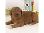 Goldendoodle Puppy for sale in Goshen, IN, USA