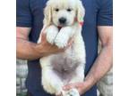 Golden Retriever Puppy for sale in Penrose, CO, USA