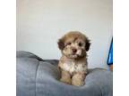 Maltipoo Puppy for sale in Los Angeles, CA, USA