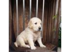 Golden Retriever Puppy for sale in Arthur, IL, USA