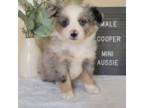 Miniature Australian Shepherd Puppy for sale in Kalamazoo, MI, USA