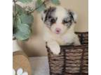 Miniature Australian Shepherd Puppy for sale in Kalamazoo, MI, USA