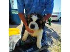 Saint Bernard Puppy for sale in Winterset, IA, USA
