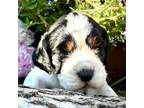 English Springer Spaniel Puppy for sale in Bay City, WI, USA