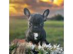 French Bulldog Puppy for sale in Brunswick, OH, USA