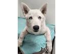 Adopt Dexter a Husky, Mixed Breed