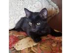 Adopt Jet a Domestic Short Hair