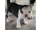 Boston Terrier Puppy for sale in Tulsa, OK, USA