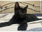 Adopt Wings Bee a Domestic Short Hair