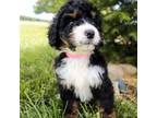 Mutt Puppy for sale in Napoleon, OH, USA