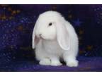 Adopt Logan a Lop Eared