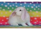 Adopt Teagan a Lop Eared