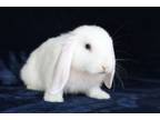Adopt Jamie a Lop Eared