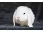 Adopt Alexis a Lop Eared