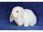 Adopt Madison a Lop Eared