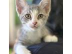 Adopt Mario a Domestic Short Hair