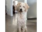 Adopt SNICKER a Standard Poodle
