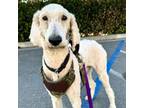 Adopt SWIFFER a Standard Poodle