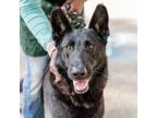 Adopt Rhodes a German Shepherd Dog