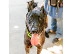 Adopt Gabriel a Belgian Shepherd / Malinois