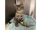 Adopt Hobie a Domestic Short Hair