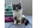 Adopt Pheneus a Domestic Medium Hair