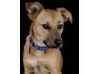 Adopt Leaf a German Shepherd Dog