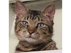 Adopt Pewdiepie Houston a Domestic Short Hair