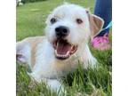 Adopt CT Hawk a Terrier