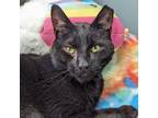 Adopt Edgar a Domestic Short Hair