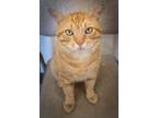 Adopt Tommy (FCID# 05/20/2024 - 70 Trainer) a Tabby