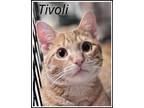 Adopt Tivoli, Willow Grove PA (FCID 04/23/2024-124) a Tabby
