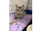 Adopt Otto Willow Grove PA (FCID 05/14/2024-118) a Tabby
