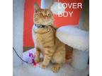 Adopt Lover Boy (FCID# 05/20/2024 - 72 Trainer) a Tabby