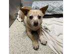 Adopt Chip a Mixed Breed