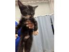 Adopt Topaz a Domestic Short Hair