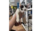 Adopt Panda a Domestic Short Hair