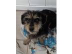 Adopt Paul a Yorkshire Terrier, Dachshund