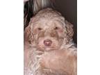 Adopt Teddy a Standard Poodle