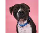 Adopt Cookie a Pit Bull Terrier