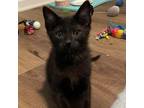 Adopt Inky 2 a Domestic Short Hair