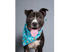 Adopt Andre a Pit Bull Terrier, Mixed Breed