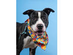 Adopt River a Pit Bull Terrier, Mixed Breed