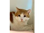 Adopt Vincent a Domestic Short Hair