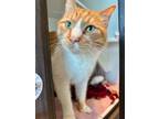 Adopt Van Gogh a Domestic Short Hair