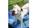Adopt Nash a Pit Bull Terrier, Mixed Breed